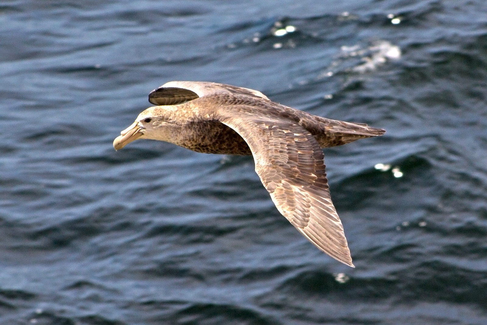 image Southern Giant-Petrel